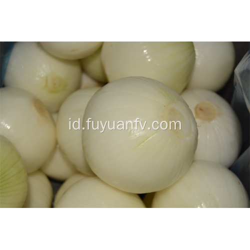 Hotsale Yellow Peeled Onion dengan kualitas bagus